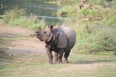 Rhinoceros unicornis