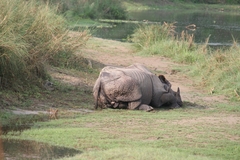 Rhinoceros unicornis