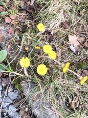 Tussilago farfara