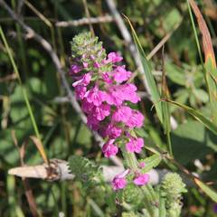 Pedicularis spicata