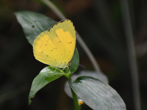 Common Grass Yellow