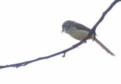 Prinia hodgsonii