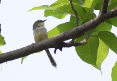 Prinia hodgsonii
