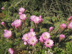 Echinopsis oxygona