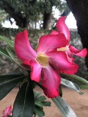Adenium obesum