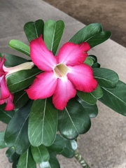 Adenium obesum