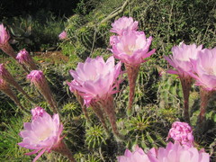 Echinopsis oxygona