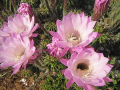 Echinopsis oxygona