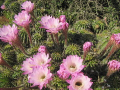 Echinopsis oxygona