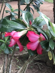 Adenium obesum