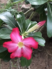 Adenium obesum