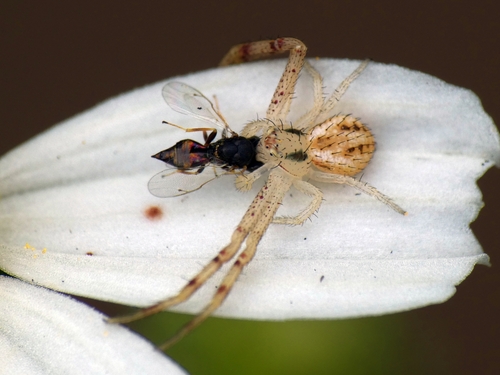 Swift Crab Spider photo 3