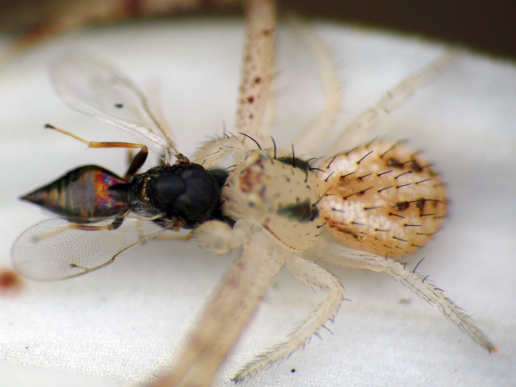 celer crab spider