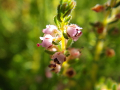 Erica aestiva