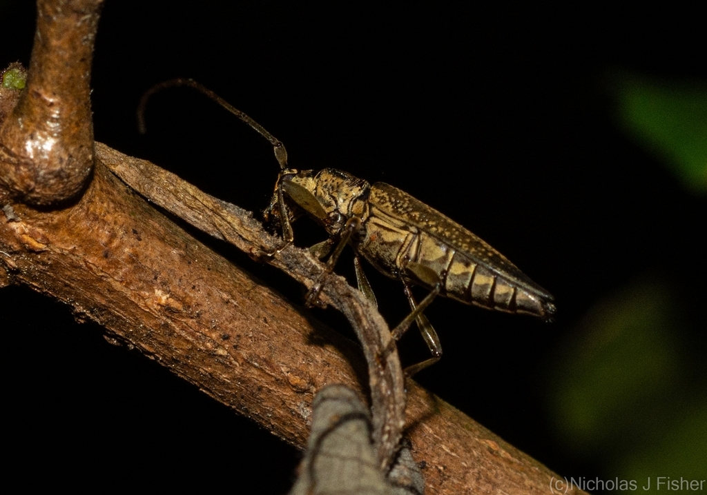 Temnosternus planiusculus from Tamborine Mountain QLD 4272, Australia