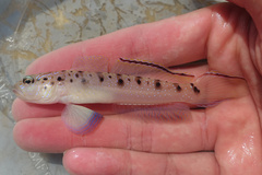 Ambanoro Prawn-Goby photo 2