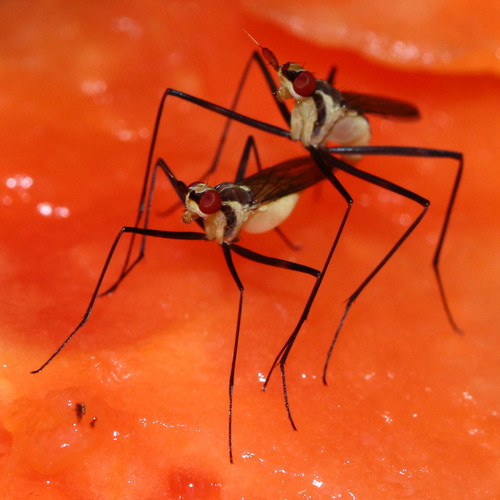 Telostylinus lineolatus