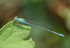Pseudagrion decorum