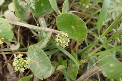 Hydrocotyle umbellata