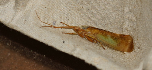 Bleke Schietmot, Bennekom, Nederland, photo 7 of 10