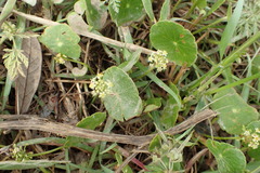 Hydrocotyle umbellata