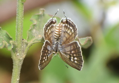 Tarucus balkanica