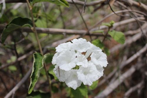 Varronia leucocephala