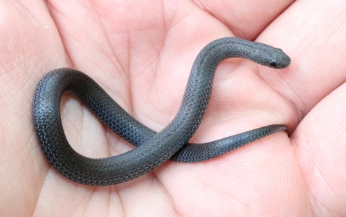 Zimbabwean Slug-Eater