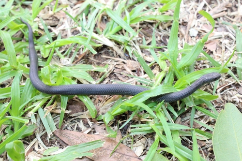 Zimbabwean Slug-Eater
