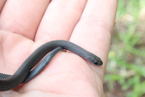 Zimbabwean Slug-Eater