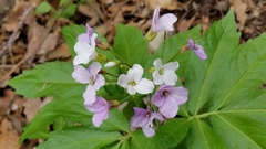 Cardamine heptaphylla