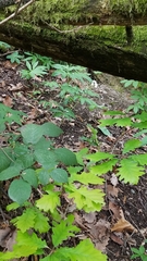 Cardamine heptaphylla