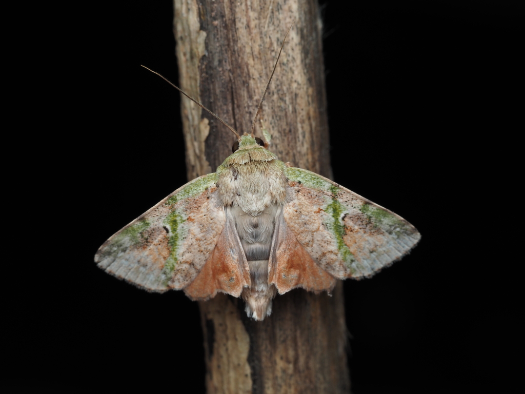 Didigua effusa