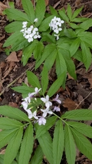 Cardamine heptaphylla