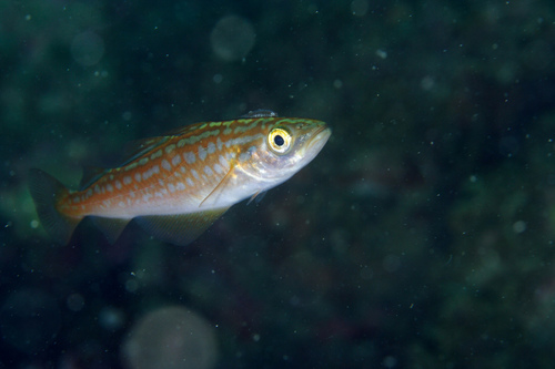 Atlantic Pollock