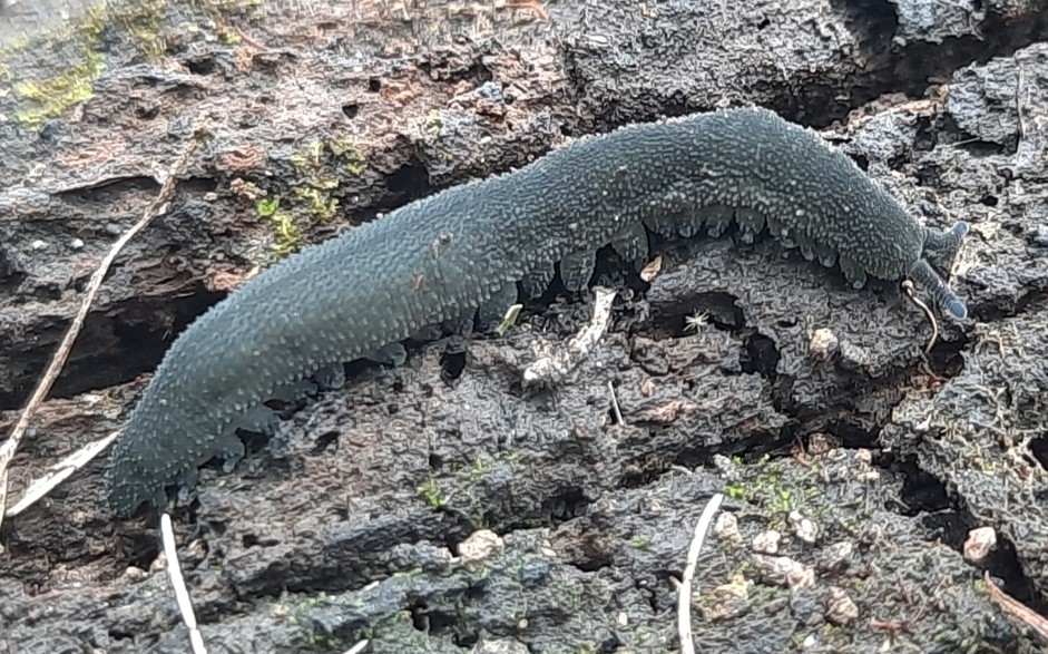 Polychrome velvet worm
