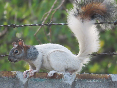 Red-bellied Squirrel, San Juan de Aragón I Secc, Ciudad de México, CDMX, México, photo 4 of 10
