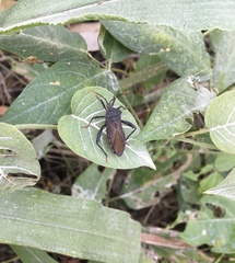 Piezogaster basilicus