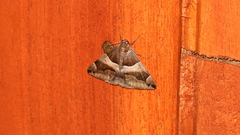 Poaphilini
