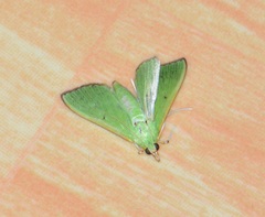 Lepidoptera