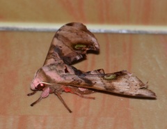 Daphnusa ocellaris
