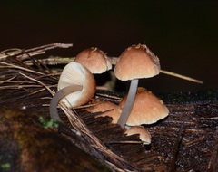 Fungi