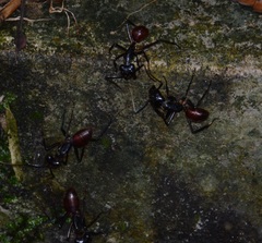 Dinomyrmex gigas gigas