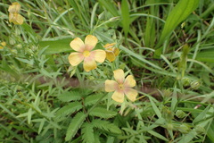 Linum berlandieri