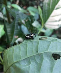 Peridinetus distinctus