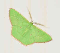 Ornithospila submonstrans