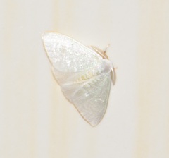 Lepidoptera