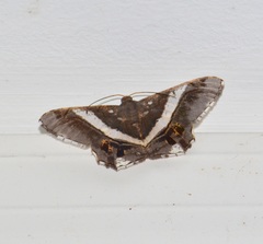Chiasmia nora