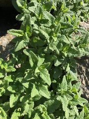 Mentha × rotundifolia