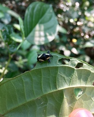 Peridinetus distinctus